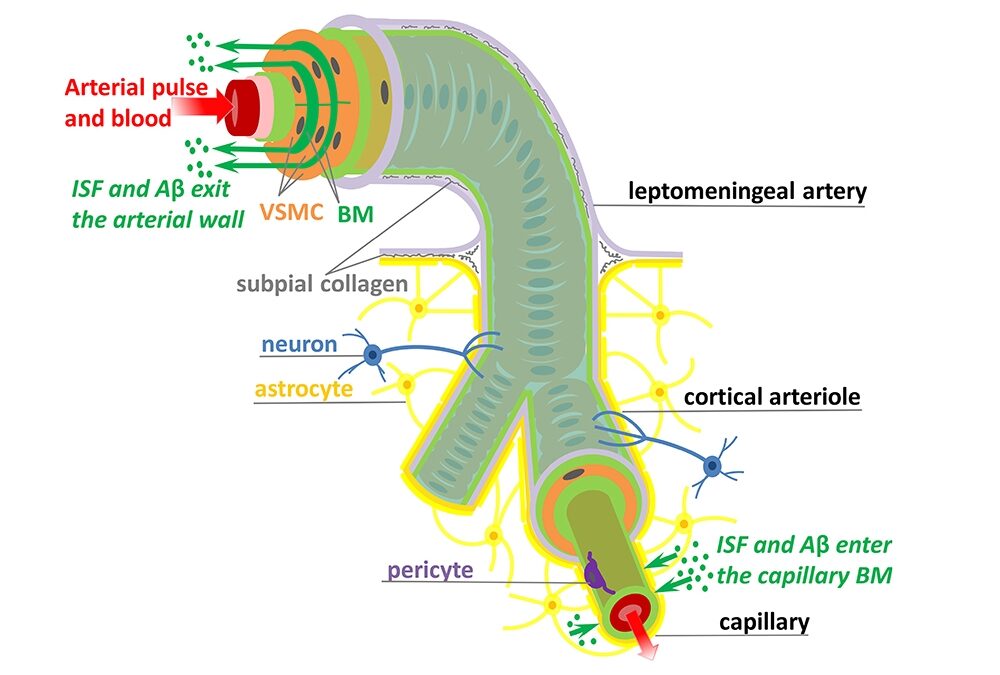 nuove scoperte su drenaggio del sistema glinfatico Nicola Barsotti Diego Lanaro Marco Chiera corsi online