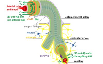 Nuove scoperte su drenaggio del sistema glinfatico