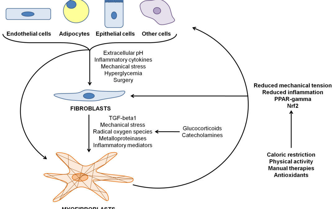 la relazione tra sistema immunitario e fascia nel paziente cronico miofibroblasti pnei osteopatia fascia Nicola Barsotti Marco Chiera Diego Lanaro
