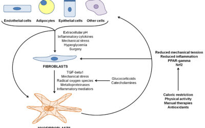 La relazione tra sistema immunitario e fascia nel paziente cronico