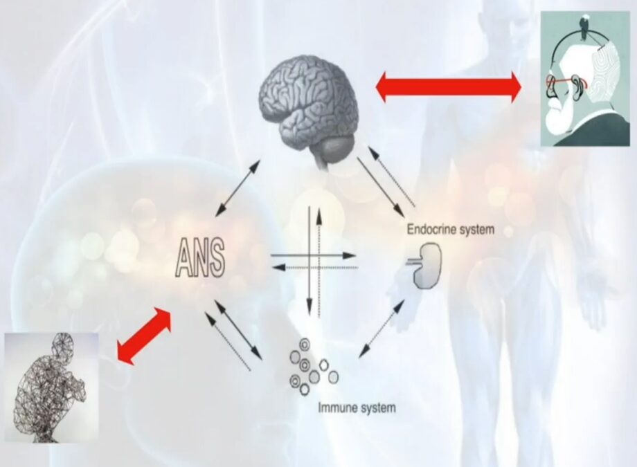 pnei e osteopatia lo stesso paradigma nell'impostazione di una terapia integrata Nicola Barsotti Diego Lanaro Marco Chiera corsi online