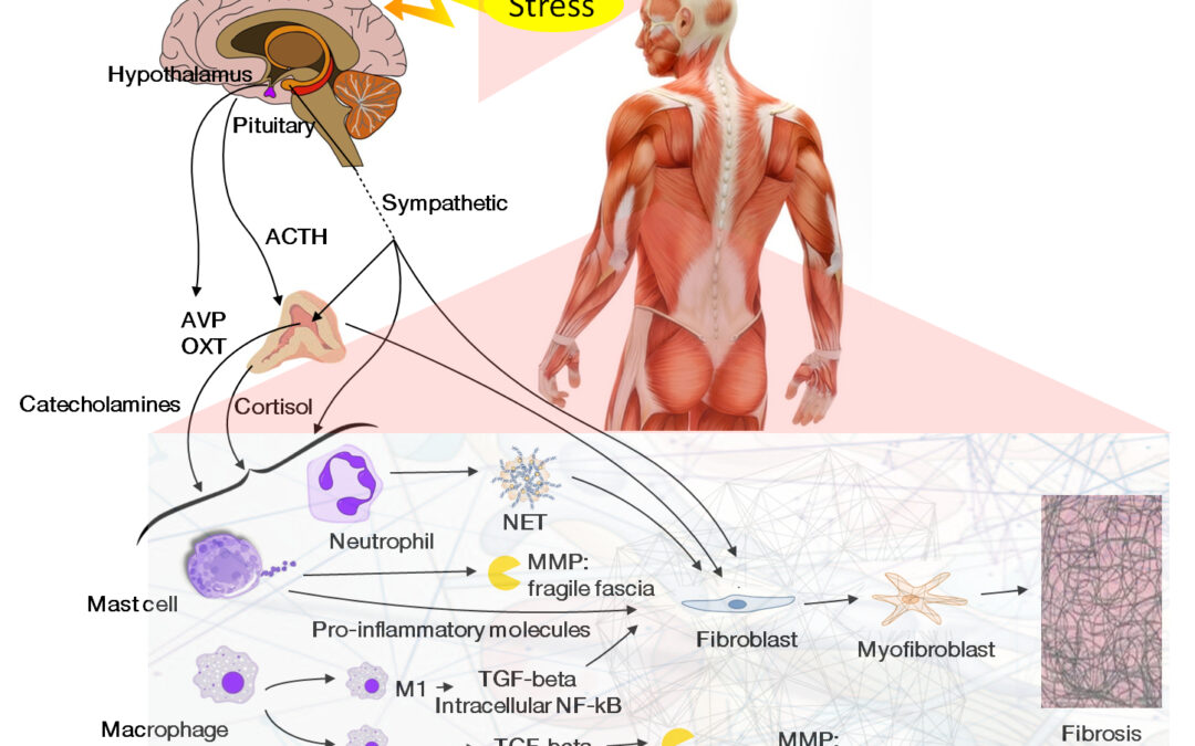 cortisolo gli effetti sulle ossa e sui muscoli in acuto e nella cronicità pnei osteopatia fascia Nicola Barsotti Marco Chiera Diego Lanaro