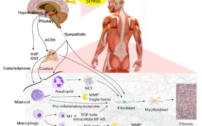 Cortisolo: gli effetti sulle ossa e sui muscoli in acuto e nella cronicità