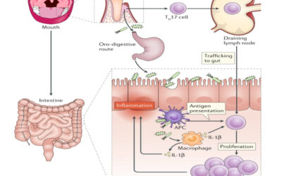 Le vie della mucosa: dalla bocca all’intestino agli altri organi