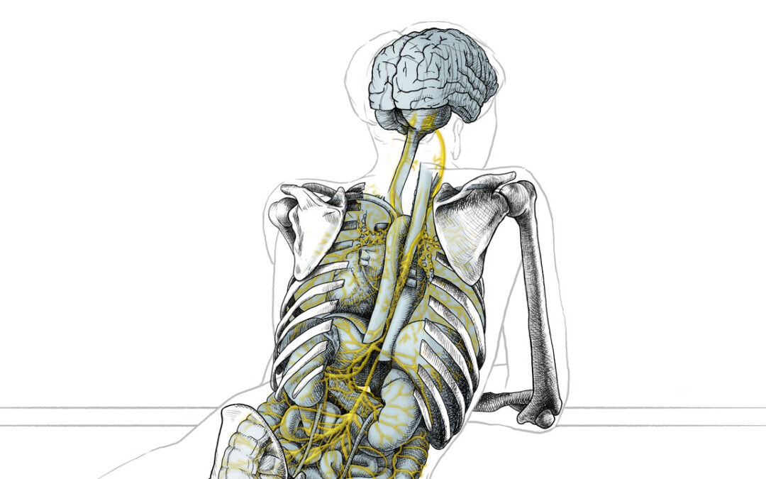 la relazione fra nervo vago ed aspetti sociali ed emotivi Alessandro Casini heart rate variability teoria polivagale