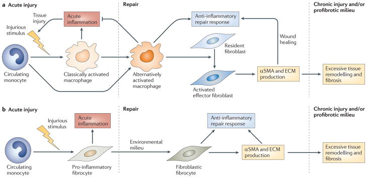 Fascia catecolamine stress estrogeni noradrenalina adrenalina cortisolo