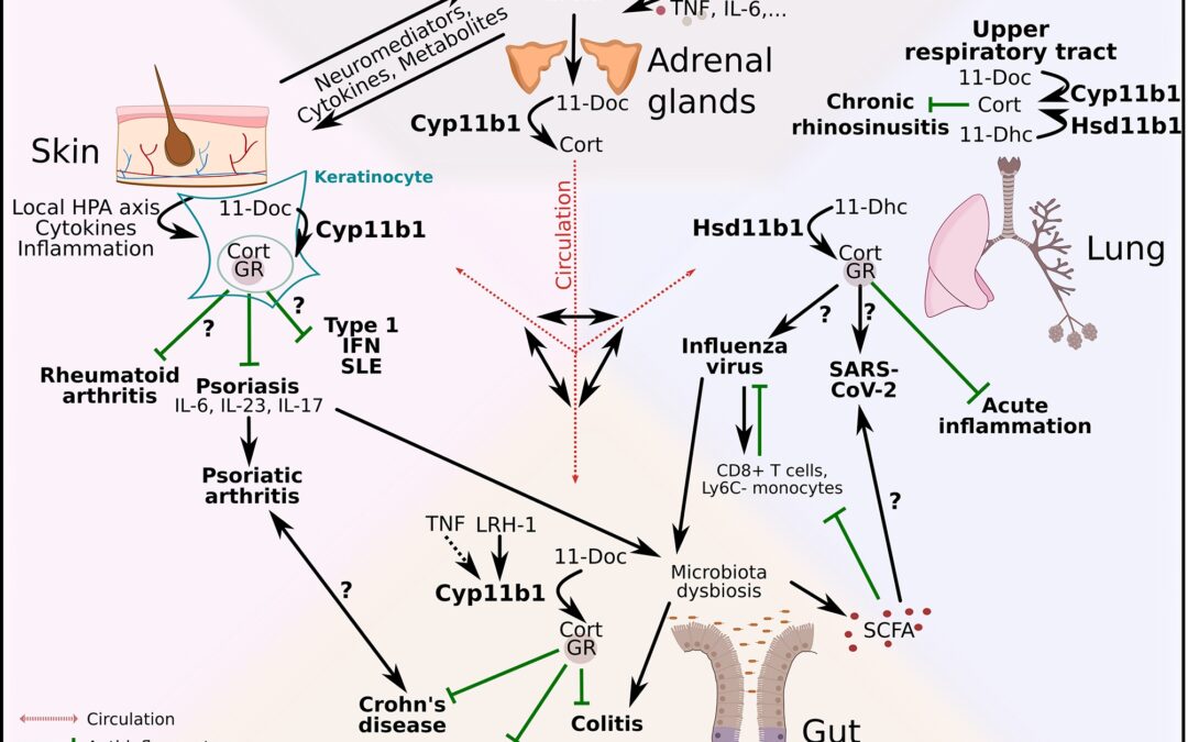corso online seminari celebrativi 20 anni sipnei asse cute polmoni intestino hpa Marco Chiera