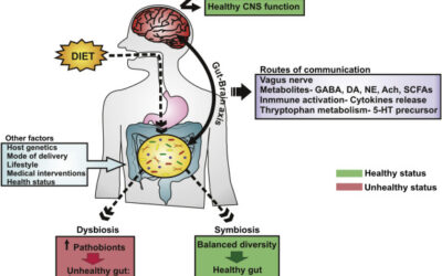L’asse intestino-microbiota-cervello per la salute mentale