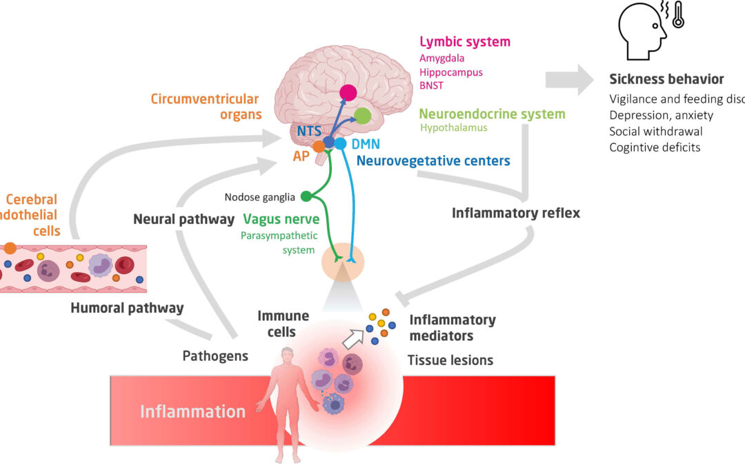 rivoluziona la tua efficacia clinica 5 motivi per studiare la pnei psico-neuro-endocrino-immunologia