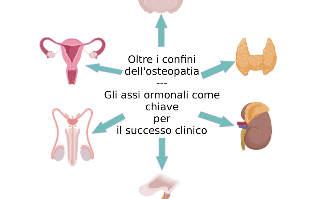 Osteopatia ghiandole endocrine Assi Ormonali HPA HPG HPT oltre i confini chiave per il successo clinico