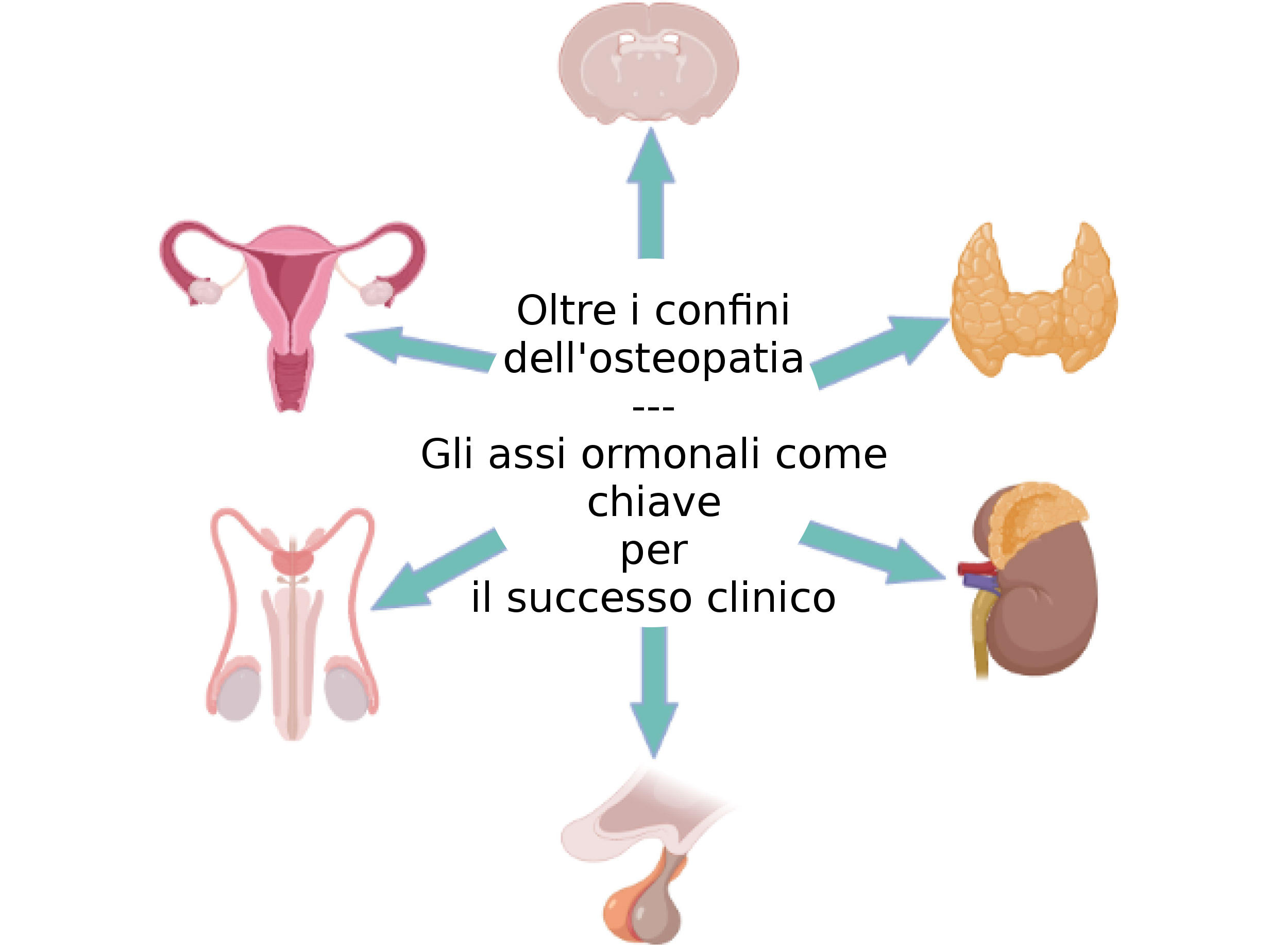Osteopatia Assi Ormonali HPA HPG HPT oltre i confini chiave per il successo clinico